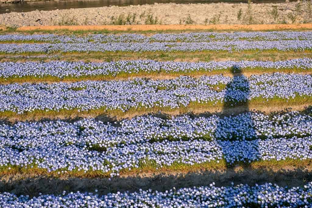 Feld mit Hainblumen