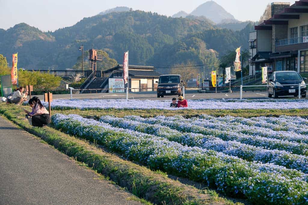 Nemophila in Nakatsu, Oita