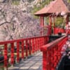 Pavillon mit Kirschblüten in Oita