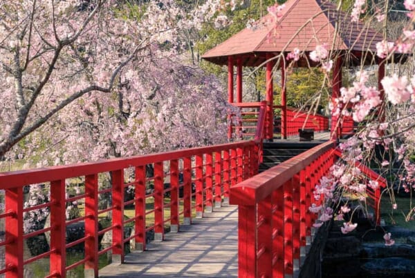 Pavillon mit Kirschblüten in Oita