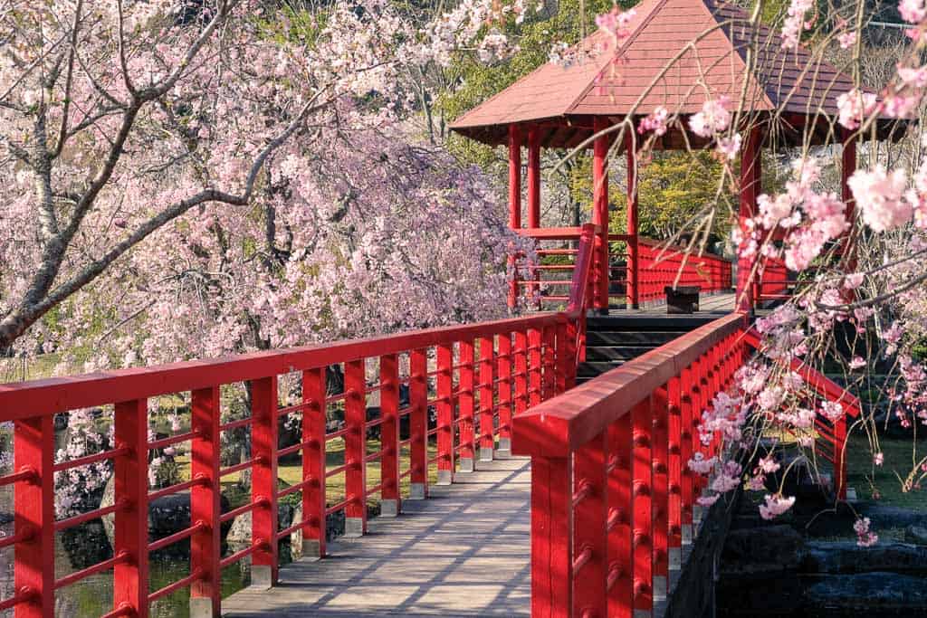 Sakura-Blüten und Hainblumen im Keiseki Park in Nakatsu