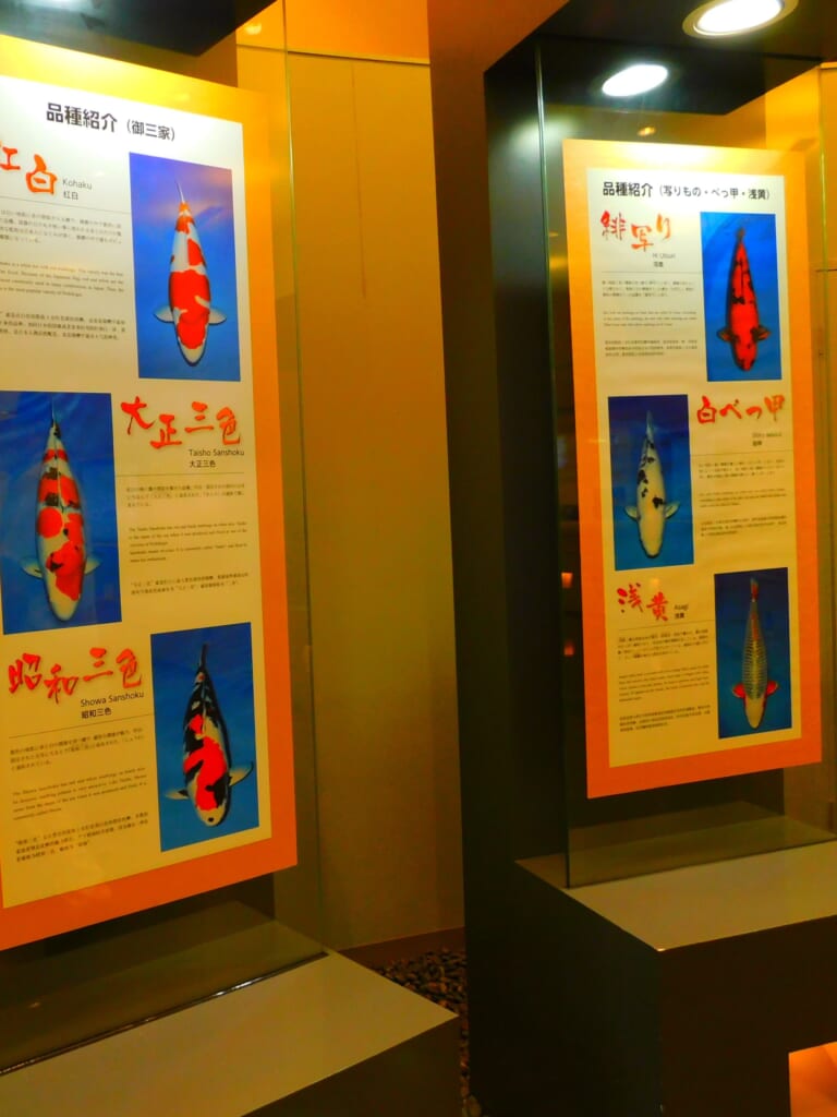 Koi-Ausstellung im Nishikigoi no Sato