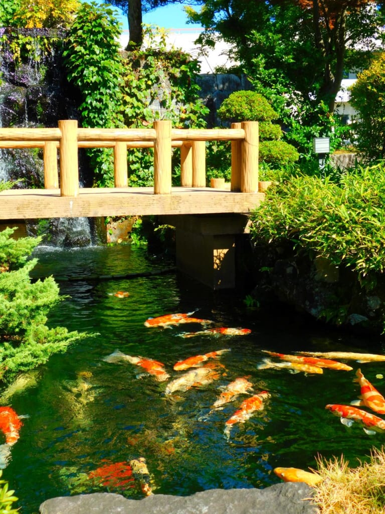 Kois in einem japanischen Garten