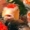 japanischer Koi