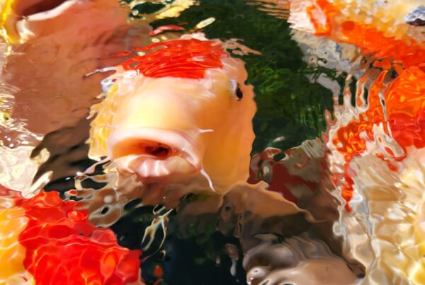 japanischer Koi