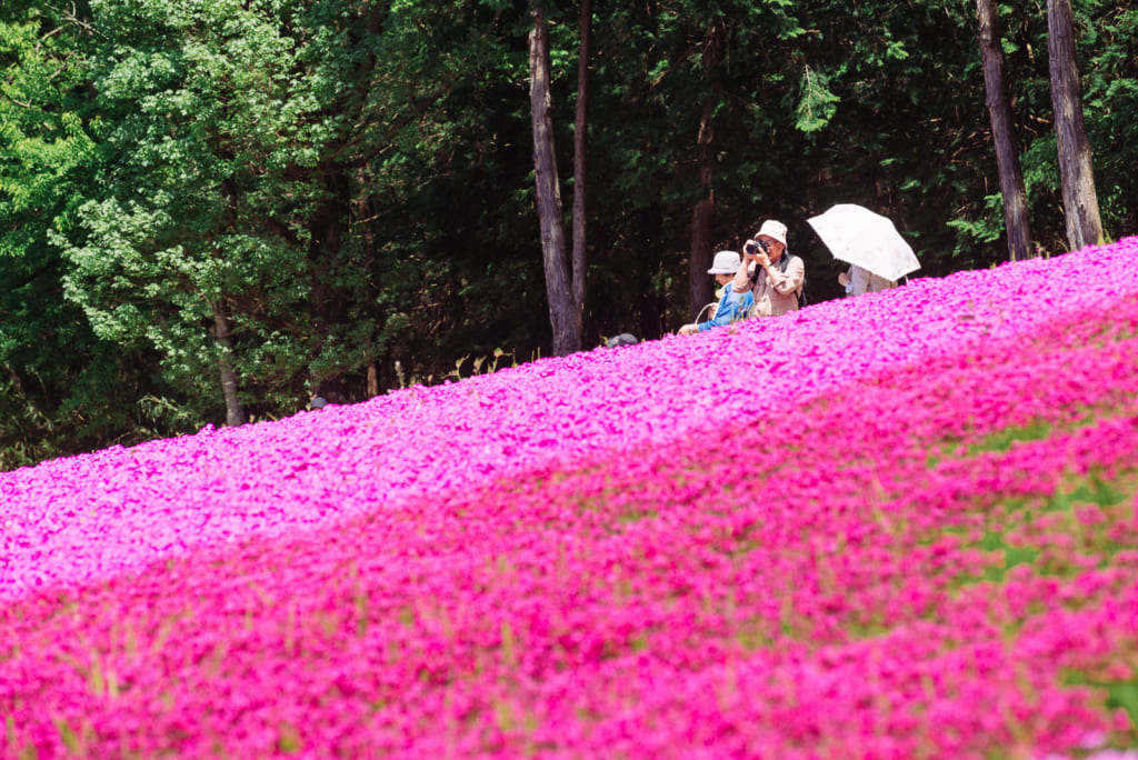 Godersi un pomeriggio al Festival dei fiori di shibazakura a Chichibu
