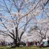 hanami al parco in Giappone