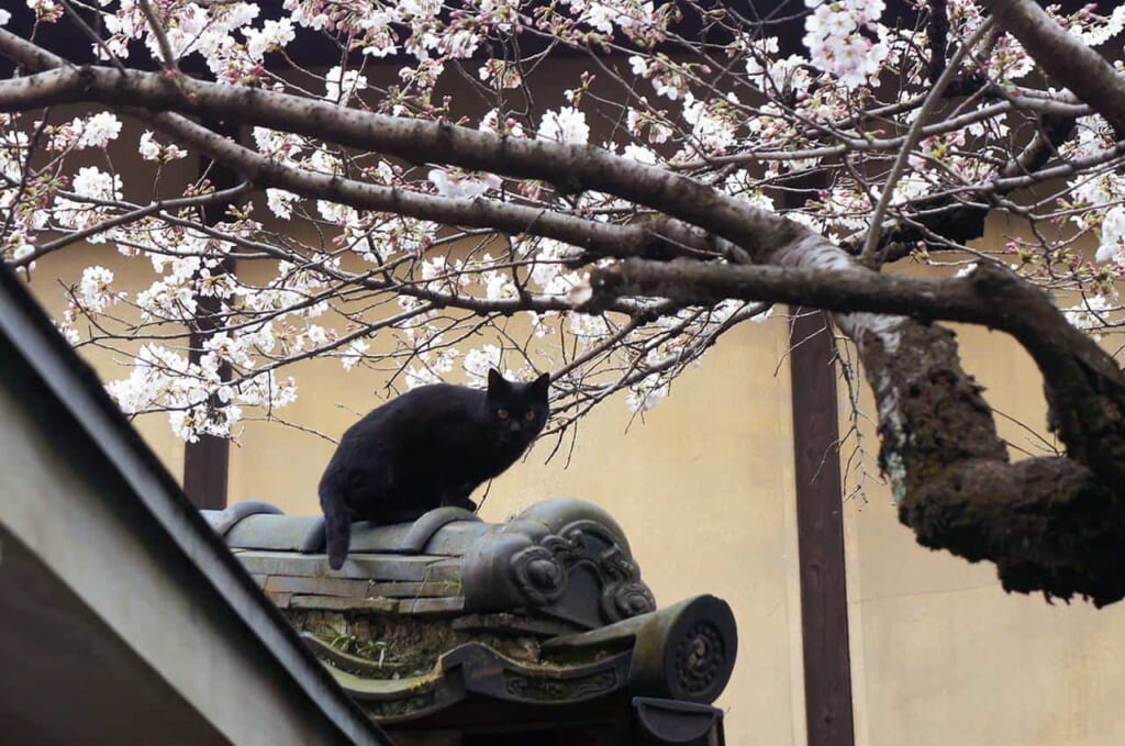 gatto sotto un sakura