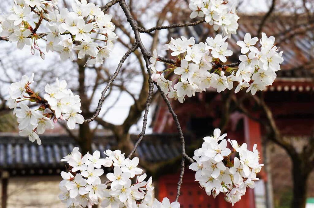 ciliegio in fiore in Giappone