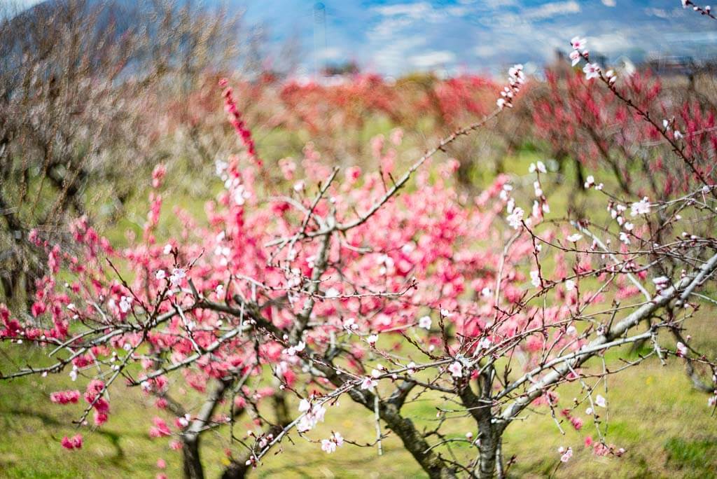 Lo splendido scenario di un'azienda agricola a Fuefuki