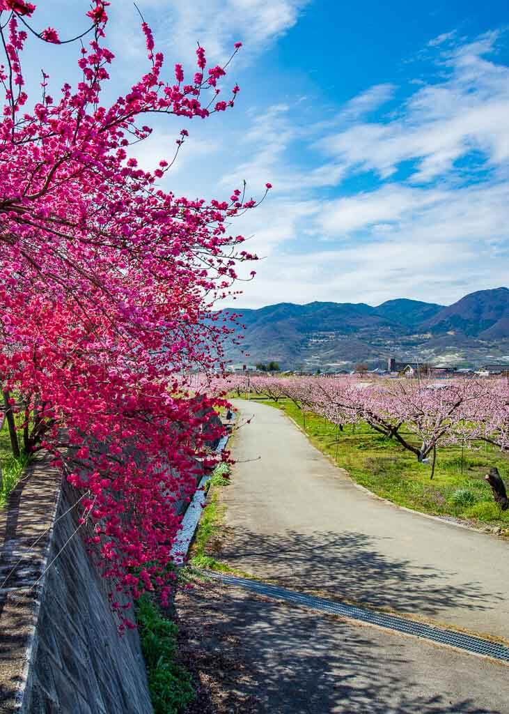 Fiori rosa brillante che sbocciano su un albero in campagna in Giappone