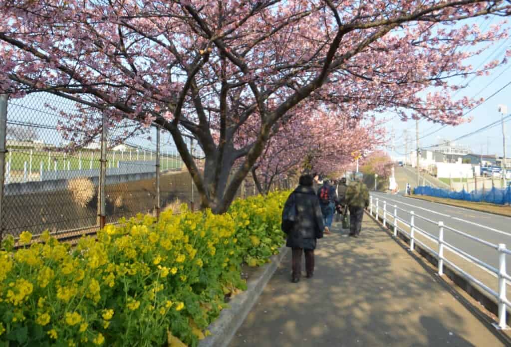 Delle persone passeggiano sotto i ciliegi in fiore