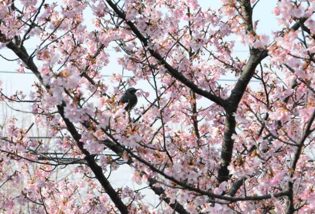 Un uccello appollaiato tra rami di ciliegio fioriti