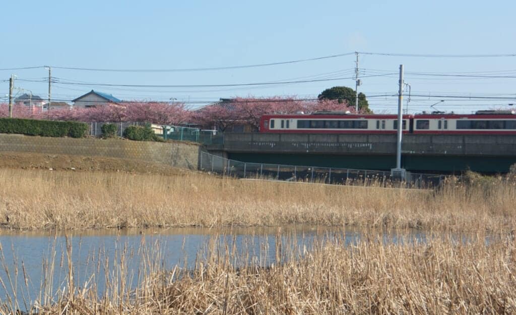 Un treno che passa in lontananza su uno sfondo di ciliegi in fiore