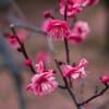 Fiori di ume che sbocciano a fine inverno