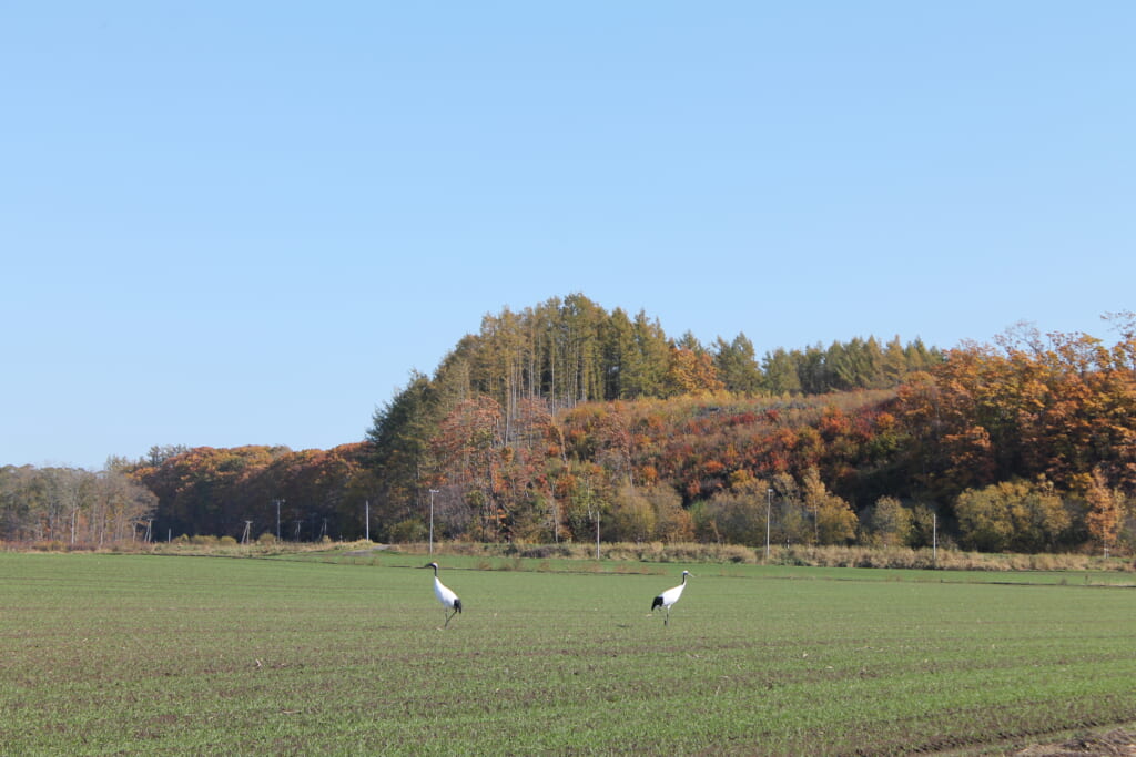 Gru giapponesi su un campo in Hokkaido