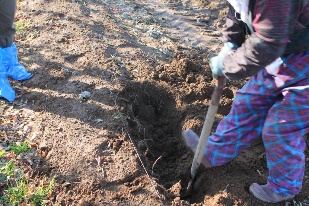 Agricoltori scavano nel campo per estrarre patate dolci
