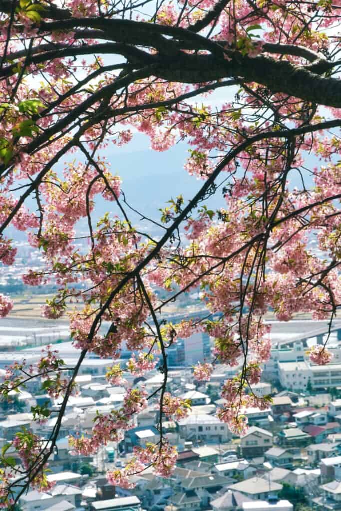 Un sakura e la città di Matsuda sullo sfondo