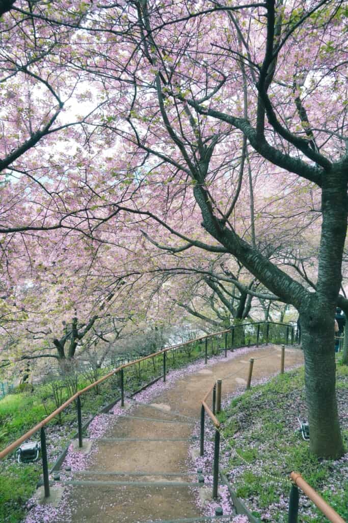 Scalinata del parco di Matsuda circondata da ciliegi in fiore
