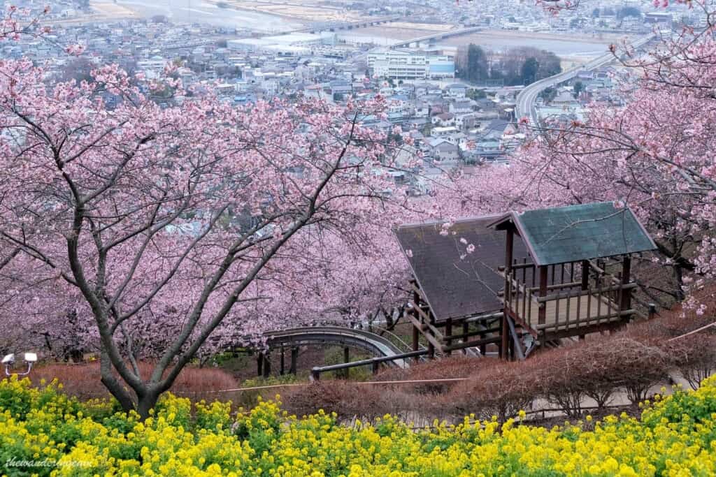 Paesaggio del Festival dei Ciliegi in Fiore di Matsuda