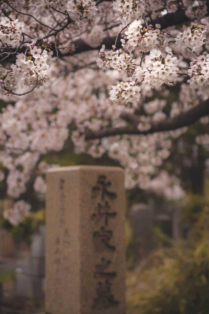 Una lapide con fiori di ciliegio sullo sfondo.