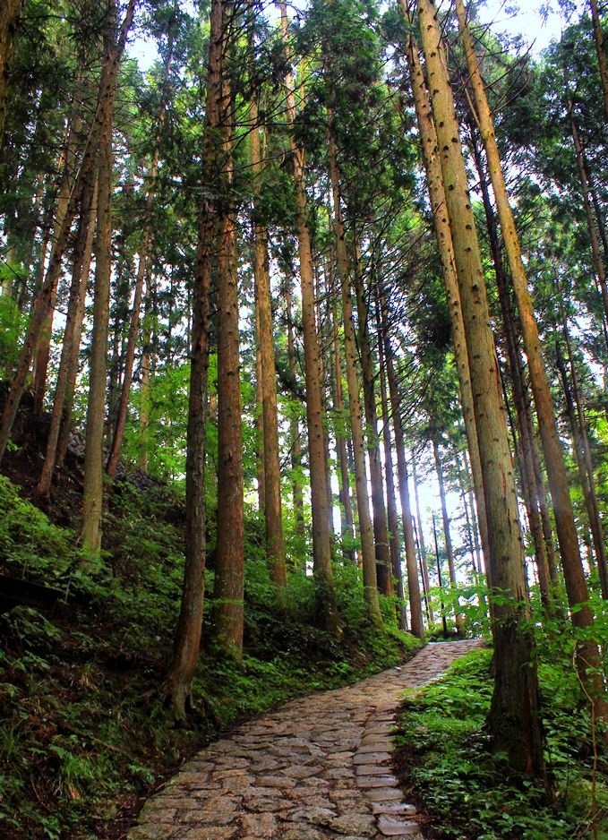 Foresta nella valle di Kiso