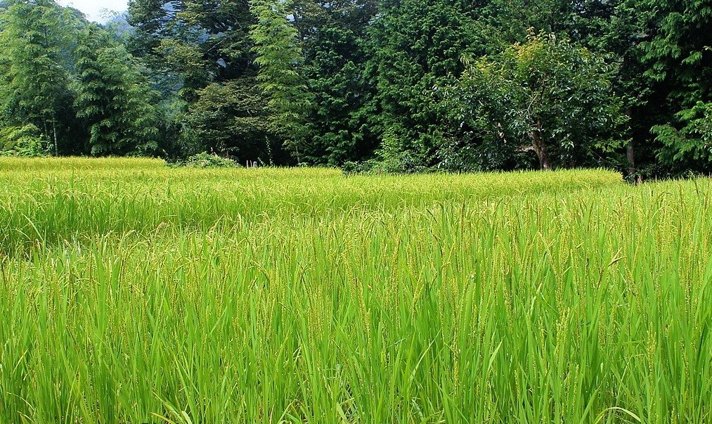 Campi di riso lungo la Nakasendo