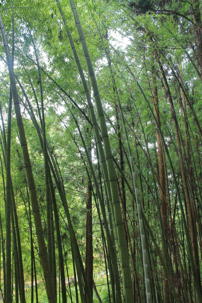 Bosco di bambù nella Valle di Kiso