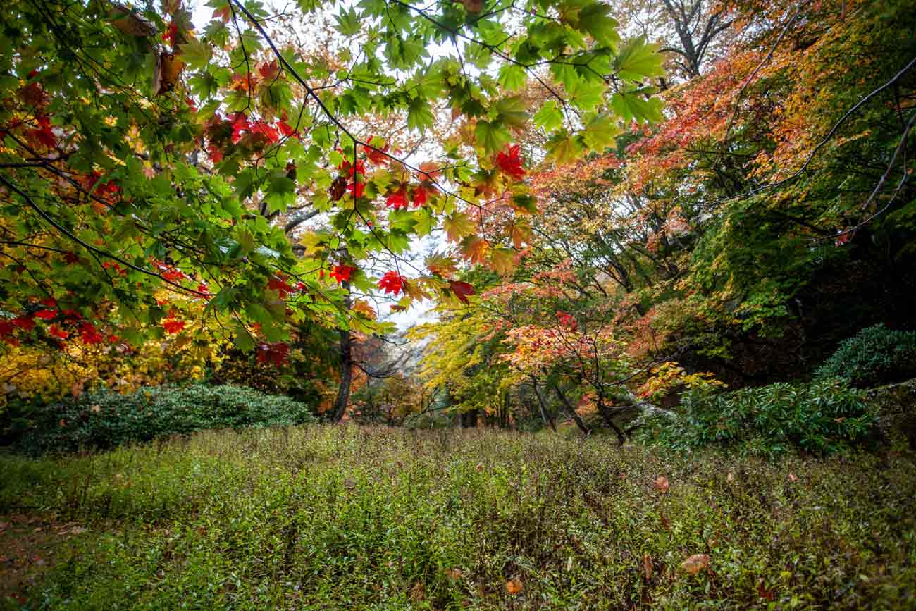 Autunno in Giappone: i Luoghi Migliori per il Foliage nel 2023