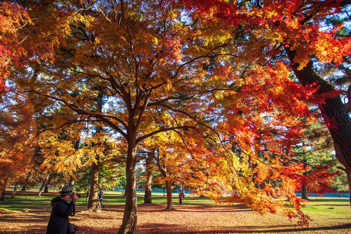 Autunno in Giappone: i Luoghi Migliori per il Foliage nel 2023