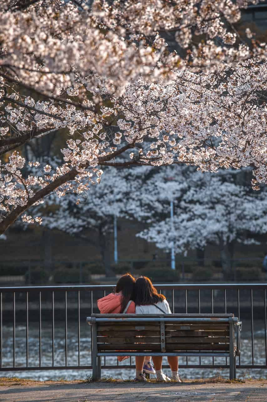 coppia su panchina all'ombra dei ciliegi in fiore