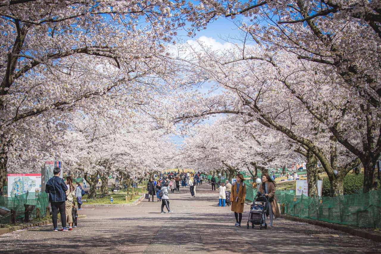 persone camminano all'ombra dei ciliegi in fiore
