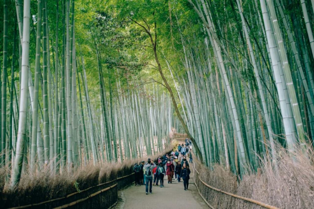 Un gruppo di turisti passeggia lungo la foresta di bambù di Arashiyama