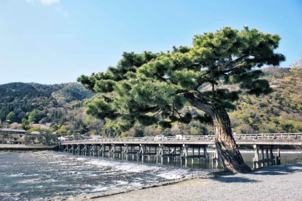 Un albero all'estremità nord del ponte Togetsukyō ad Arashiyama