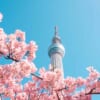 Tokyo Skytree e ciliegi rosa in fiore