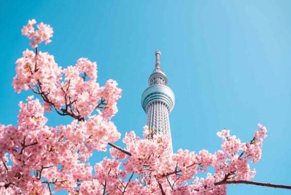 Tokyo Skytree e ciliegi rosa in fiore