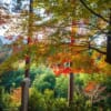 Foliage autunnale a Kyoto