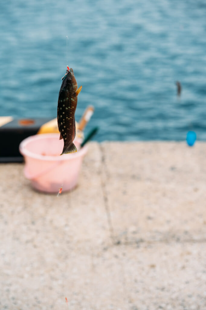 un piccolo pesce attaccato all'amo