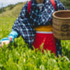 Raccolta delle foglie di tè verde in abiti tradizionali a Shizuoka