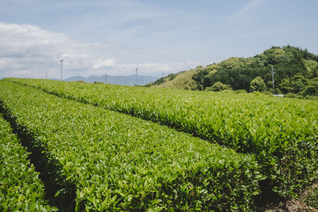 Piantagioni di tè in Giappone